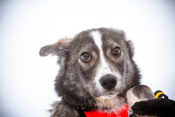 Beautiful dog with expressive ears