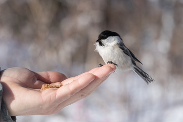 An adult bird tit sits at the fingertips of a male hand, bread lies on the palm
