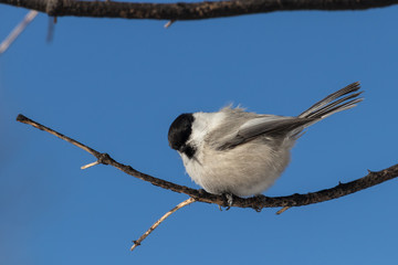 Adult bird tit sits on a thin bare winter branch against a blue sky