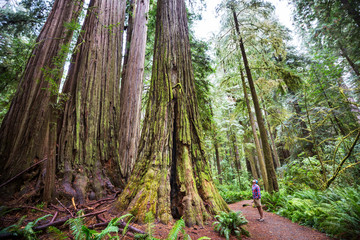 Obraz premium Redwoods