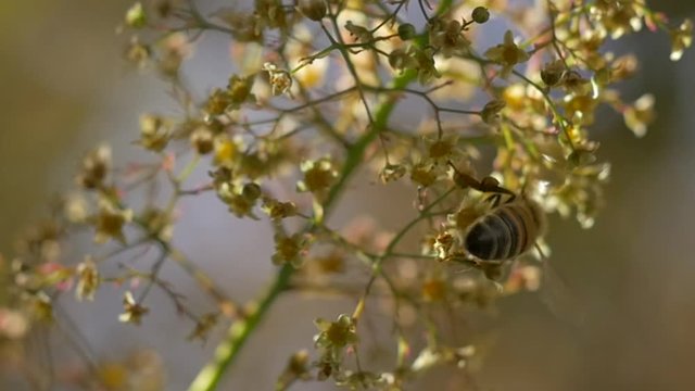 A Bee Pollinating, doing its thing
