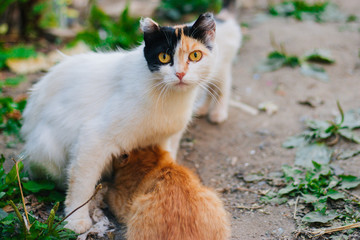 Naklejka na ściany i meble Three-colored cat with beautiful yellow eyes feeds kittens. Kittens with their mom. Cat family