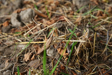 European mantis religiosa sitting on grass . European Mantis clinging to a stalk of grass . The green grasshopper looks at the camera.