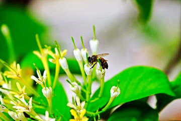 Bee on beautiful blooming Tarenna wallichii (Hook. f.) Ridl. flowers with blurred background.