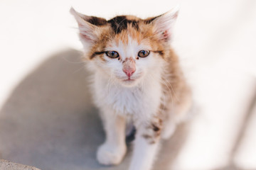 Motley kitten. Little homeless fluffy kitten on a background of green leaves