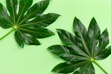 Exotic leaves on green pastel background
