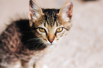 Motley kitten. Little homeless fluffy kitten sitting on the street