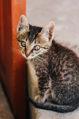Motley kitten. Little homeless fluffy kitten sitting on the street