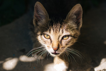 Motley kitten. Little homeless fluffy kitten sitting on the street