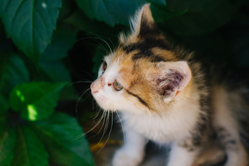 Motley kitten. Little homeless fluffy kitten on a background of green leaves