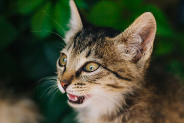 Motley kitten. Little homeless fluffy kitten sitting on the street