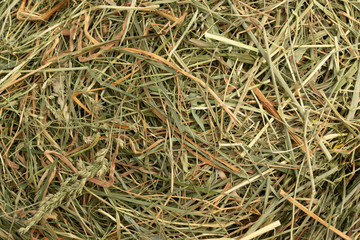 Hay Texture Straw Background Fodder Green Dry Grass in Haystack