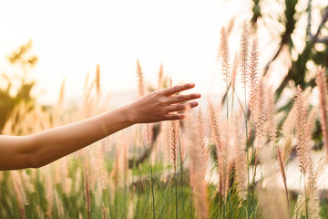 Close up of woman hands touching a field in nature at sunset time