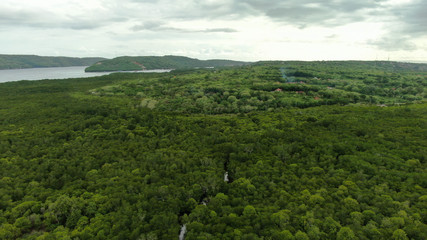 mangrove forest droneshot