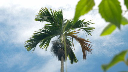 palm tree with blue sky in background
