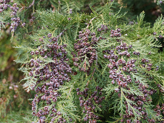 Chamaecyparis lawsoniana - Faux cyprès de Lawson ou cyprès de Lawson, arbre d'ornement au...