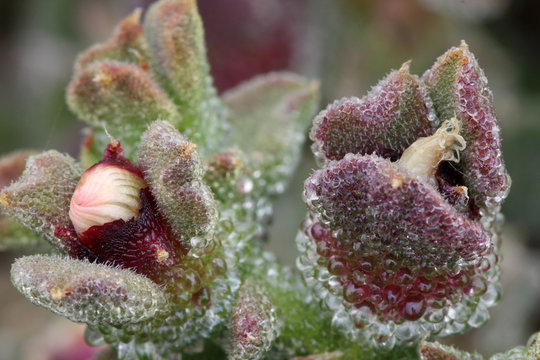 KRISTALLMITTAGSBLUME