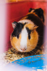 Guinea pig sits in sawdust. Pet rodent family