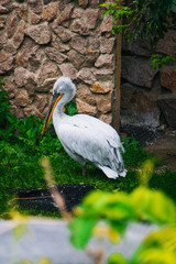 White domestic pelican. A bird with a large yellow beak on green grass