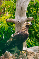Golden eagle. A brown bird of prey sits on stones