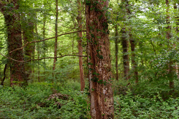 Obraz premium Freiburg, Black Forest, Germany, spring in the forest.