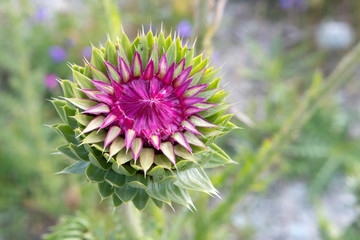 Blooming thistle (Carduus). Altai mountains, Altai Republic, Siberia, Russia.