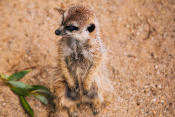 Fototapeta premium Brown meerkat in a sandy area. Mongoose Mammals
