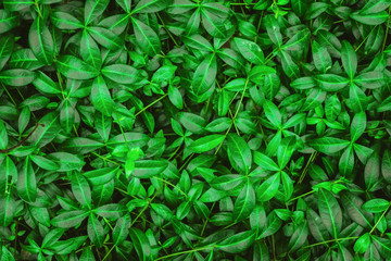 Bright and contrasting background of green natural leaves