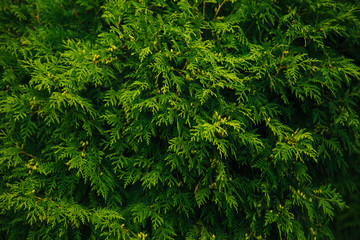 Green wall. Thuja trees. Conifers