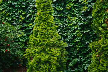 Fototapeta na wymiar Green wall. Thuja trees. Conifers