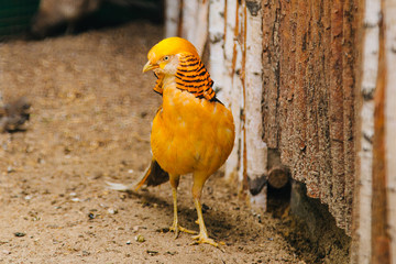Golden pheasant. Poultry yard. Bird with Bright Feathers