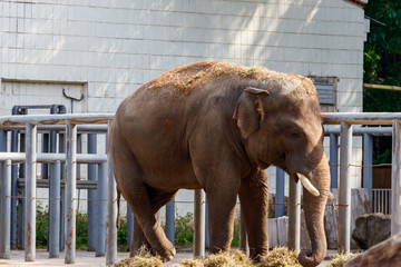 Naklejka premium Portrait of the Indian elephant (Elephas maximus indicus)