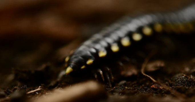 A centipede crawling through the forest