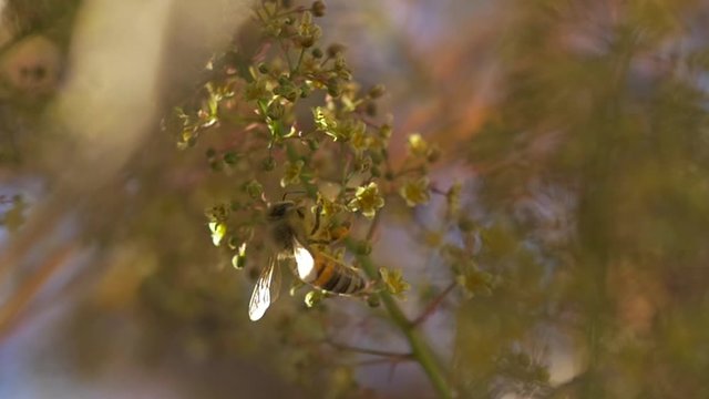 A bee pollinating doing its thing