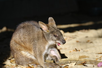 あくびをするワラビー