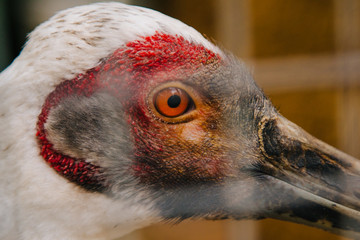 Close-up portrait of a bird. Orange eye through the cage