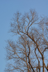 Big dead tree with blue sky