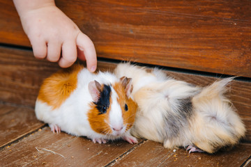 Guinea pig sits in a wooden box. Pet rodent family