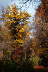 Autumn. Autumn landscape. Beautiful autumn view of trees. Golden autumn.
