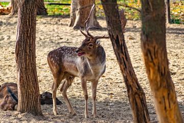 Live mammals are fallow deer, brown with white and beige spots on the coat. Varieties in different seasons are with horns and without. Live wildlife.