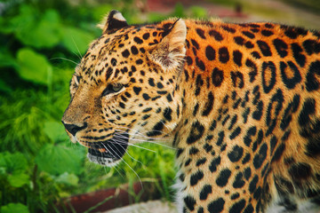 Leopard Big spotted cat. Wild animal portrait