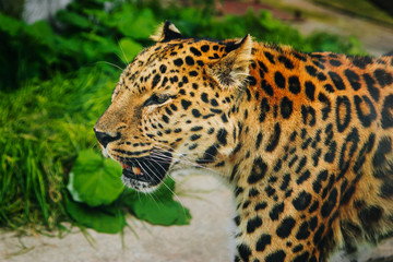 Fototapeta na wymiar Leopard Big spotted cat. Wild animal portrait