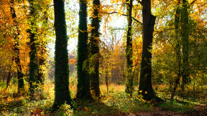 Obraz premium Autumn. Autumn landscape. Beautiful autumn view of trees. Golden autumn.