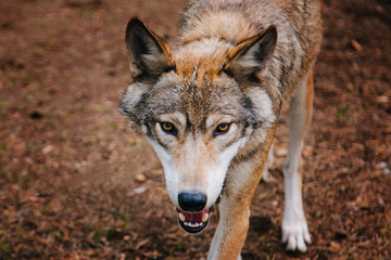 Naklejka na ściany i meble A gray wolf with yellow eyes walks through the forest.