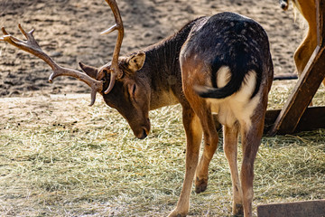 Live mammals are fallow deer, brown with white and beige spots on the coat. Varieties in different seasons are with horns and without. Live wildlife.