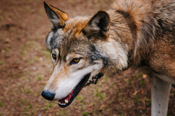 A gray wolf with yellow eyes walks through the forest.
