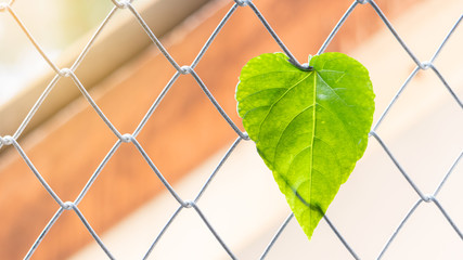 Heart shaped green leaves hanging on a metal mesh background blurred