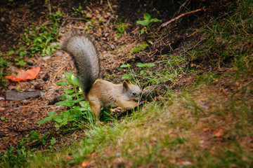 Squirrel digs a nut in the forest. He hides his food. Makes stocks