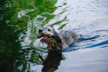 A dog swims in a pond with a stick in his teeth. Wet dog. Pet bathing
