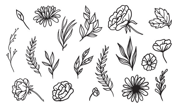 Naklejki set of hand drawn leaf vector illustration, flower lineart isolated graphic elements for your design, floral lineart for classic design